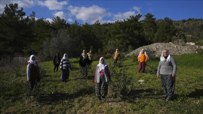 Женщины полуострова возродили свое природное наследие - мастиковое дерево
