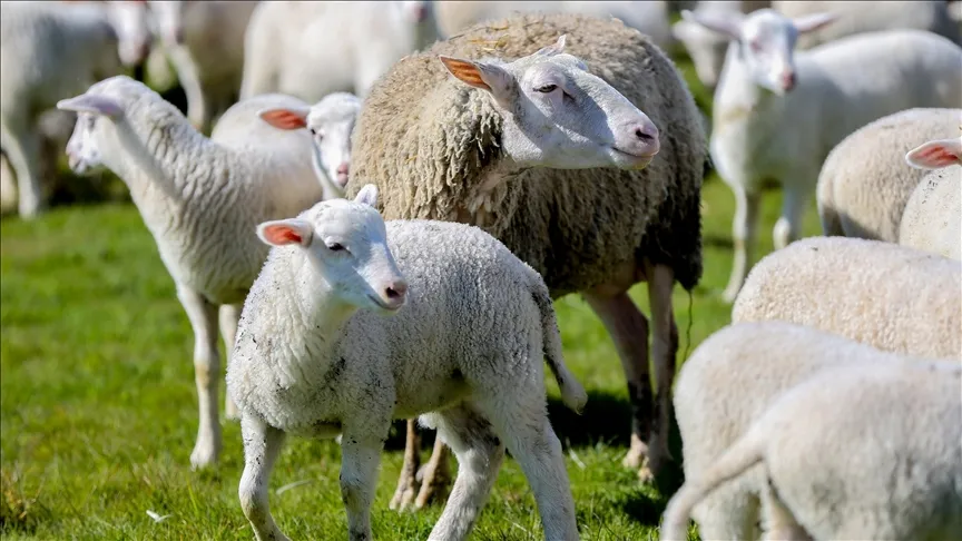 Начался прием заявок на участие в проекте «Поддержка мелкого рогатого скота в сельской местности»