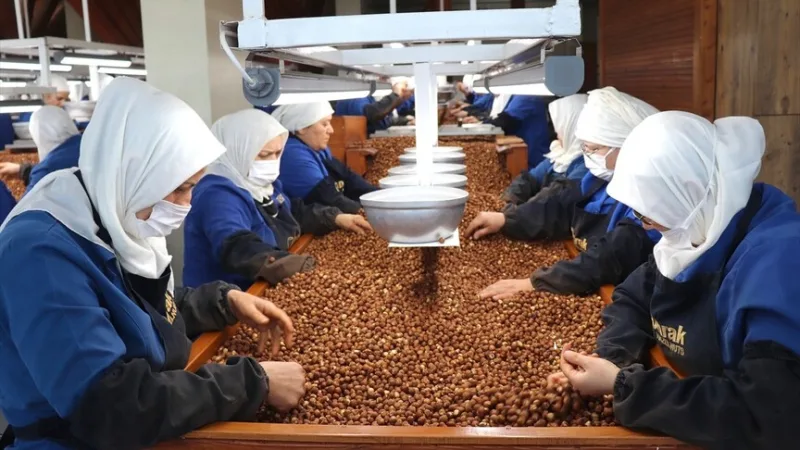 Giresuno ir Ordu moterys darbuotojos labiausiai prisidėjo prie graikinių riešutų eksporto