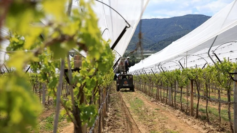 マニサの生産者たちは、ブドウ畑を「雹除けネット」で保護している